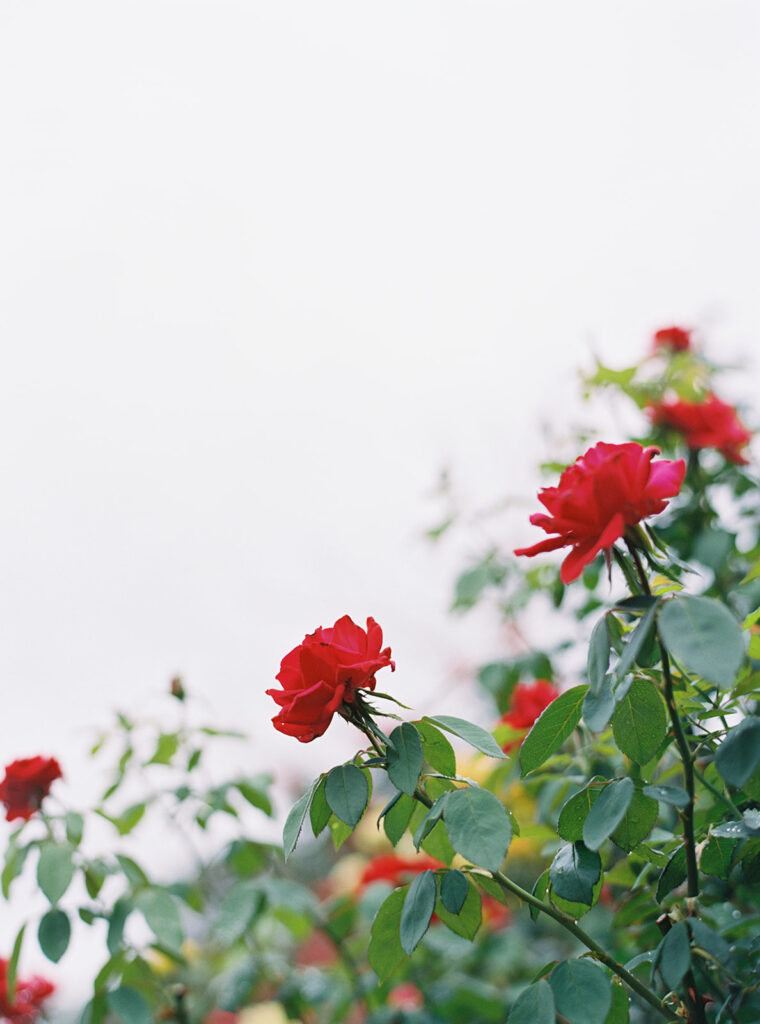 Masonmill Gardens Perth Hills - Love Your Story Photography