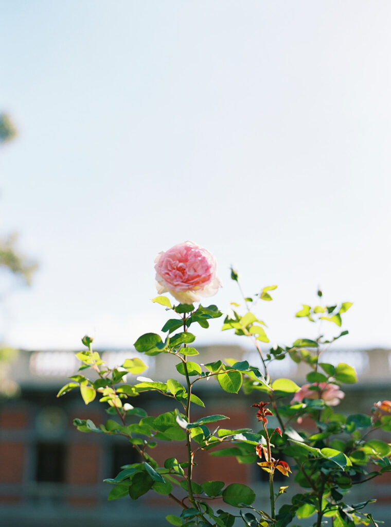Supreme Court Gardens - In Perth City - Love Your Story Photography
